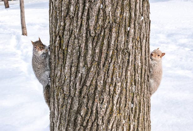 January 28, 2026, Montreal, Quebec, Canada: Extra cold and snowy conditions continue across Montreal this week, as squirrels were seen in a city park on Tuesday, braving the winter weather. Montreal Canada - ZUMAs278 20260128_zip_s278_004 Copyright: xSerkanxSenturkx