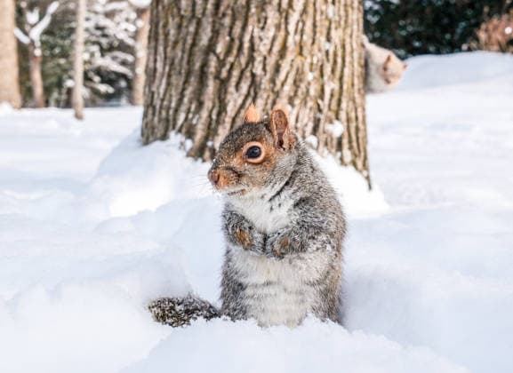 January 28, 2026, Montreal, Quebec, Canada: Extra cold and snowy conditions continue across Montreal this week, as squirrels were seen in a city park on Tuesday, braving the winter weather. Montreal Canada - ZUMAs278 20260128_zip_s278_002 Copyright: xSerkanxSenturkx