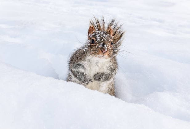 January 28, 2026, Montreal, Quebec, Canada: Extra cold and snowy conditions continue across Montreal this week, as squirrels were seen in a city park on Tuesday, braving the winter weather. Montreal Canada - ZUMAs278 20260128_zip_s278_005 Copyright: xSerkanxSenturkx