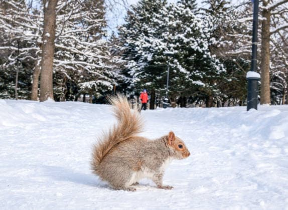 January 28, 2026, Montreal, Quebec, Canada: Extra cold and snowy conditions continue across Montreal this week, as squirrels were seen in a city park on Tuesday, braving the winter weather. Montreal Canada - ZUMAs278 20260128_zip_s278_006 Copyright: xSerkanxSenturkx