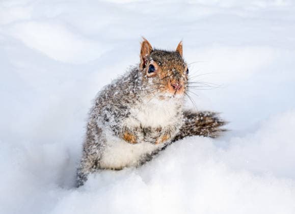 January 28, 2026, Montreal, Quebec, Canada: Extra cold and snowy conditions continue across Montreal this week, as squirrels were seen in a city park on Tuesday, braving the winter weather. Montreal Canada - ZUMAs278 20260128_zip_s278_008 Copyright: xSerkanxSenturkx