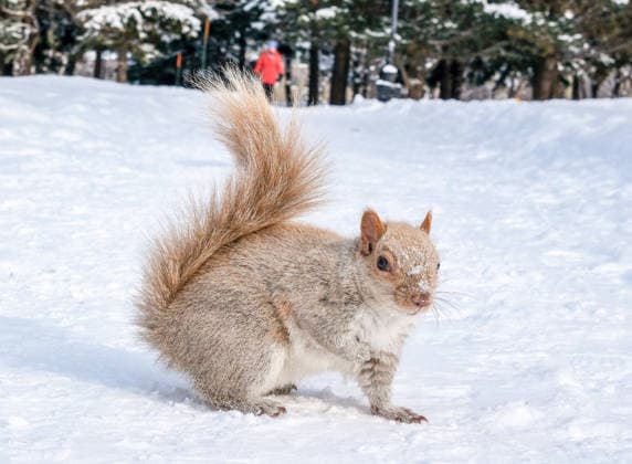 January 28, 2026, Montreal, Quebec, Canada: Extra cold and snowy conditions continue across Montreal this week, as squirrels were seen in a city park on Tuesday, braving the winter weather. Montreal Canada - ZUMAs278 20260128_zip_s278_009 Copyright: xSerkanxSenturkx