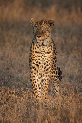 Leopard, Panthera pardus, sitting in grass, in golden light. Londolozi Game Reserve,South Africa,Leopard, Panthera pardus, sitting in grass, in golden light.  Leopard, Panthera pardus, sitting in grass, in golden light. RECORD DATE NOT STATED