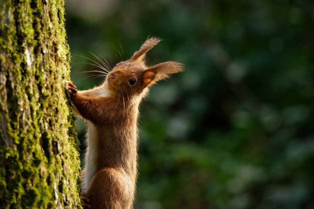 Nahaufnahme eines Eichhörnchens auf einem moosbedeckten Baum. Warmes Gegenlicht hebt das Fell und die Schnurrhaare vor einem sanft grünen Waldhintergrund hervor. *** Close-up one Squirrel at a moosbedeckten Tree warm Gegenlicht lifts the Fur and the Whiskers before a Gentle Greens forest background out 1133501790