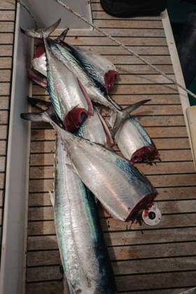 Successful Tuna Catch on Catamaran Deck, Seychelles Victoria, Mont Fleuri, Seychelles CR_NMDM260201-1957419-01