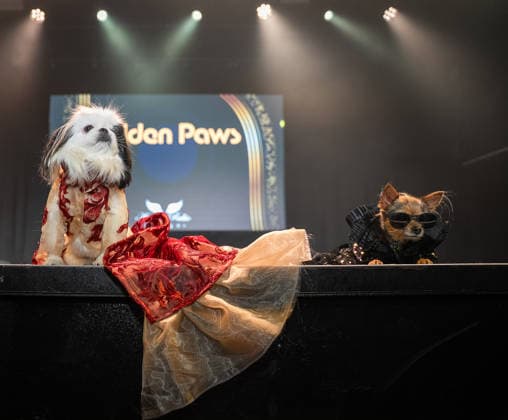 Golden Paws by Anthony Rubio Pets In Recreations of Outfits Worn at 2026 Golden Globes Awards (NEW) Golden Paws by Anthony Rubio Pets In Recreations of Outfits Worn at 2026 Golden Globes Awards, January 02,2026,New York,USA. Bebe, a Pekingese, appears in a carefully recreated look inspired by Jennifer Lopez™s attire at the 2026 Golden Globe Awards. Credit:Jorge Estrellado Thenews2 (Foto: Jorge Estrellado Thenews2 imago images) Golden Paws by Anthony Rubio Pets In Recreations of Outfits Worn at 2026 Golden Globes Awards  Copyright: xjustjojox