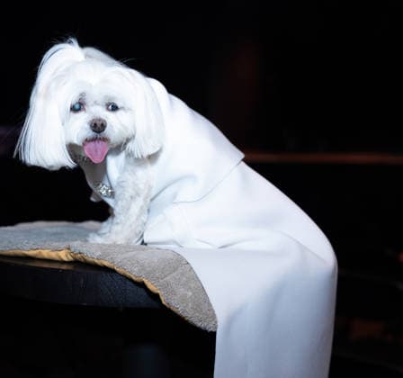 Golden Paws by Anthony Rubio Pets In Recreations of Outfits Worn at 2026 Golden Globes Awards (NEW) Golden Paws by Anthony Rubio Pets In Recreations of Outfits Worn at 2026 Golden Globes Awards, January 02,2026,New York,USA. Chanel, a Malaise, appears in a carefully recreated look inspired by Emily Blunt attire at the 2026 Golden Globe Awards. Credit:Jorge Estrellado Thenews2 (Foto: Jorge Estrellado Thenews2 imago images) Golden Paws by Anthony Rubio Pets In Recreations of Outfits Worn at 2026 Golden Globes Awards  Copyright: xjustjojox