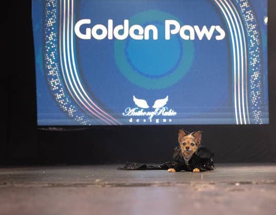 Golden Paws by Anthony Rubio Pets In Recreations of Outfits Worn at 2026 Golden Globes Awards (NEW) Golden Paws by Anthony Rubio Pets In Recreations of Outfits Worn at 2026 Golden Globes Awards, January 02,2026,New York,USA. Miley Jo, a chorkie,appears in a carefully recreated look inspired by Miley Cyrus™s attire at the 2026 Golden Globe Awards. Credit:Jorge Estrellado Thenews2 (Foto: Jorge Estrellado Thenews2 imago images) Golden Paws by Anthony Rubio Pets In Recreations of Outfits Worn at 2026 Golden Globes Awards  Copyright: xjustjojox