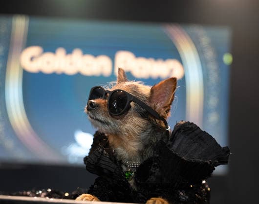 Golden Paws by Anthony Rubio Pets In Recreations of Outfits Worn at 2026 Golden Globes Awards (NEW) Golden Paws by Anthony Rubio Pets In Recreations of Outfits Worn at 2026 Golden Globes Awards, January 02,2026,New York,USA. Miley Jo, a chorkie, appears in a carefully recreated look inspired by Miley Cyrus™s attire at the 2026 Golden Globe Awards. Credit:Jorge Estrellado Thenews2 (Foto: Jorge Estrellado Thenews2 imago images) Golden Paws by Anthony Rubio Pets In Recreations of Outfits Worn at 2026 Golden Globes Awards  Copyright: xjustjojox