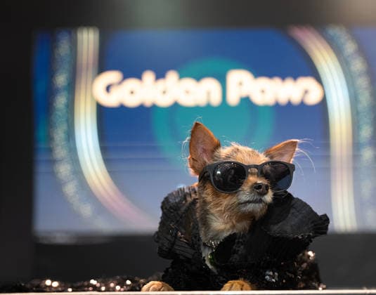 Golden Paws by Anthony Rubio Pets In Recreations of Outfits Worn at 2026 Golden Globes Awards (NEW) Golden Paws by Anthony Rubio Pets In Recreations of Outfits Worn at 2026 Golden Globes Awards, January 02,2026,New York,USA. Miley Jo, a chorkie, appears in a carefully recreated look inspired by Miley Cyrus™s attire at the 2026 Golden Globe Awards. Credit:Jorge Estrellado Thenews2 (Foto: Jorge Estrellado Thenews2 imago images) Golden Paws by Anthony Rubio Pets In Recreations of Outfits Worn at 2026 Golden Globes Awards  Copyright: xjustjojox