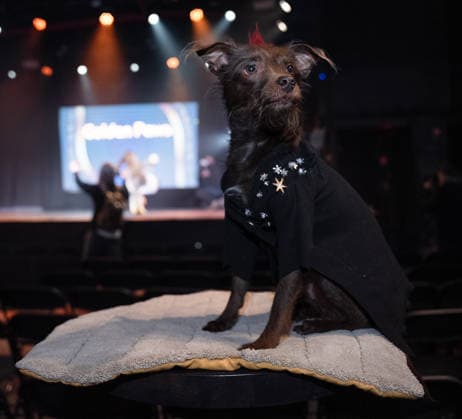 Golden Paws by Anthony Rubio Pets In Recreations of Outfits Worn at 2026 Golden Globes Awards (NEW) Golden Paws by Anthony Rubio Pets In Recreations of Outfits Worn at 2026 Golden Globes Awards, January 02,2026,New York,USA. Bastion, a rat terrier mut, appears in a carefully recreated look inspired by Colman Domingo attire at the 2026 Golden Globe Awards. Credit:Jorge Estrellado Thenews2 (Foto: Jorge Estrellado Thenews2 imago images) Golden Paws by Anthony Rubio Pets In Recreations of Outfits Worn at 2026 Golden Globes Awards  Copyright: xjustjojox
