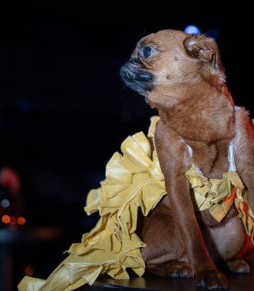 Golden Paws by Anthony Rubio Pets In Recreations of Outfits Worn at 2026 Golden Globes Awards (NEW) Golden Paws by Anthony Rubio Pets In Recreations of Outfits Worn at 2026 Golden Globes Awards, January 02,2026,New York,USA. Priscilla, a Brussels Griffon, appears in a carefully recreated look inspired by Parker Posey attire at the 2026 Golden Globe Awards. Credit:Jorge Estrellado Thenews2 (Foto: Jorge Estrellado Thenews2 imago images) Golden Paws by Anthony Rubio Pets In Recreations of Outfits Worn at 2026 Golden Globes Awards  Copyright: xjustjojox