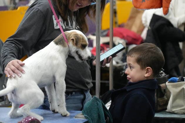 February 3, 2026, New York, New York, USA: The 150th Annual Westminster Kennel Club Dog Show, .Breed judging and benching area,.The Javits Center, NYC.February 3, 2026. ... The 150th Annual Westminster Kennel Club Dog Show, .Breed judging and benching area,.The Javits Center, NYC.February 3, 2026. ... The 150th Annual Westminster Kennel Club Dog Show, .Breed judging and benching area,.The Javits Center, NYC.February 2, 2026. New York USA - ZUMAms4_ 20260203_mda_ms4_311 Copyright: xSoniaxMoskowitzxGordonx