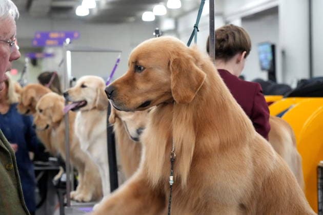 February 3, 2026, New York, New York, USA: The 150th Annual Westminster Kennel Club Dog Show, .Breed judging and benching area,.The Javits Center, NYC.February 3, 2026. ... The 150th Annual Westminster Kennel Club Dog Show, .Breed judging and benching area,.The Javits Center, NYC.February 3, 2026. ... The 150th Annual Westminster Kennel Club Dog Show, .Breed judging and benching area,.The Javits Center, NYC.February 2, 2026. New York USA - ZUMAms4_ 20260203_mda_ms4_313 Copyright: xSoniaxMoskowitzxGordonx