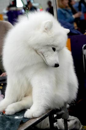 February 3, 2026, New York2, Ny, USA: The 150th Annual Westminster Kennel Club Dog Show, .Breed judging and benching area,.The Javits Center, NYC.February 3, 2026. ... The 150th Annual Westminster Kennel Club Dog Show, .Breed judging and benching area,.The Javits Center, NYC.February 3, 2026. ... The 150th Annual Westminster Kennel Club Dog Show, .Breed judging and benching area,.The Javits Center, NYC.February 2, 2026. New York2 USA - ZUMAms4_ 20260203_faf_ms4_001 Copyright: xSoniaxMoskowitzxGordonx