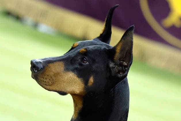 Penny the Doberman Pinscher poses after winning the Best in Show competition on the the final night of the 150 Annual Westminster Kennel Club Dog Show at Madison Square Garden on Tuesday, February 3, 2026 in New York City.  NYP202602036011 PeterxFoley