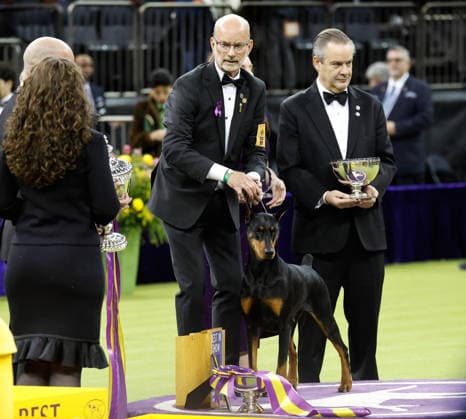 Penny the Doberman Pinscher and trainer Andy Linton seen after winning the Best in Show competition on the the final night of the 150 Annual Westminster Kennel Club Dog Show at Madison Square Garden on Tuesday, February 3, 2026 in New York City.  NYP202602036012 PeterxFoley