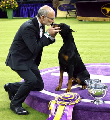 Penny the Doberman Pinscher and trainer Andy Linton embrace while posing for photographers after winning the Best in Show competition on the the final night of the 150 Annual Westminster Kennel Club Dog Show at Madison Square Garden on Tuesday, February 3, 2026 in New York City.  NYP202602036014r PeterxFoley