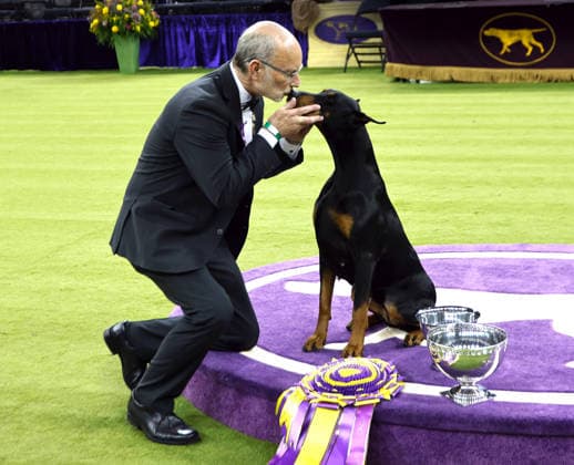 Penny the Doberman Pinscher and trainer Andy Linton embrace while posing for photographers after winning the Best in Show competition on the the final night of the 150 Annual Westminster Kennel Club Dog Show at Madison Square Garden on Tuesday, February 3, 2026 in New York City.  NYP202602036014 PeterxFoley