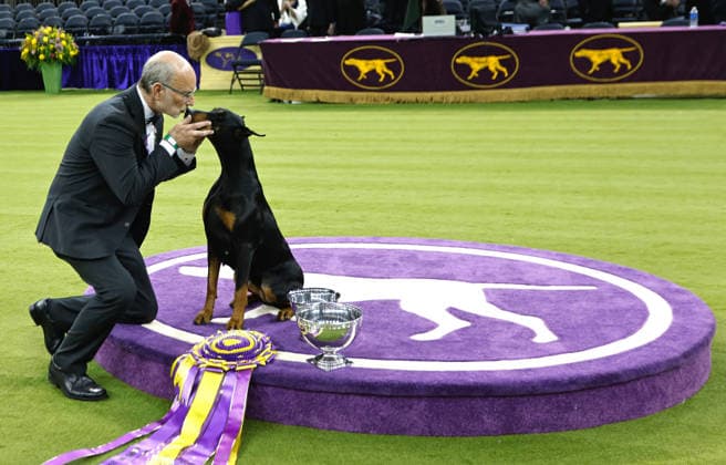 Penny the Doberman Pinscher and trainer Andy Linton embrace while posing for photographers after winning the Best in Show competition on the the final night of the 150 Annual Westminster Kennel Club Dog Show at Madison Square Garden on Tuesday, February 3, 2026 in New York City.  NYP202602036015 PeterxFoley
