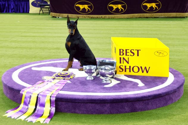 Penny the Doberman Pinscher poses for photographers after winning the Best in Show competition on the the final night of the 150 Annual Westminster Kennel Club Dog Show at Madison Square Garden on Tuesday, February 3, 2026 in New York City.  NYP202602036016 PeterxFoley