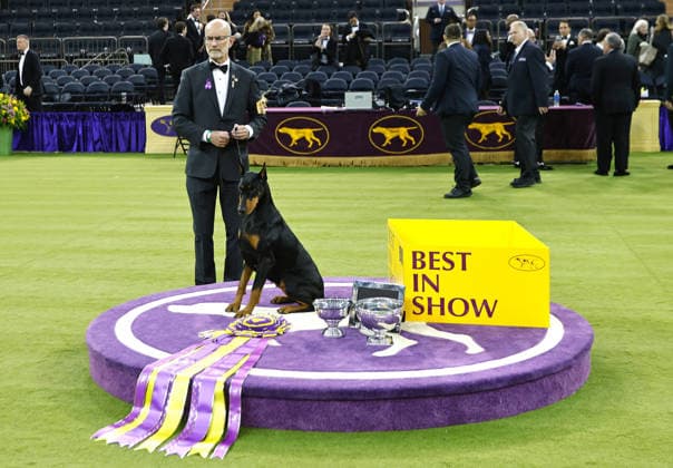 Penny the Doberman Pinscher and trainer Andy Linton pose for photographers after winning the Best in Show competition on the the final night of the 150 Annual Westminster Kennel Club Dog Show at Madison Square Garden on Tuesday, February 3, 2026 in New York City.  NYP202602036017 PeterxFoley