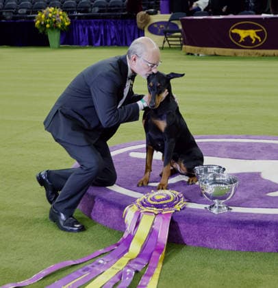 Penny the Doberman Pinscher and trainer Andy Linton embrace while posing for photographers after winning the Best in Show competition on the the final night of the 150 Annual Westminster Kennel Club Dog Show at Madison Square Garden on Tuesday, February 3, 2026 in New York City.  NYP202602036018 PeterxFoley