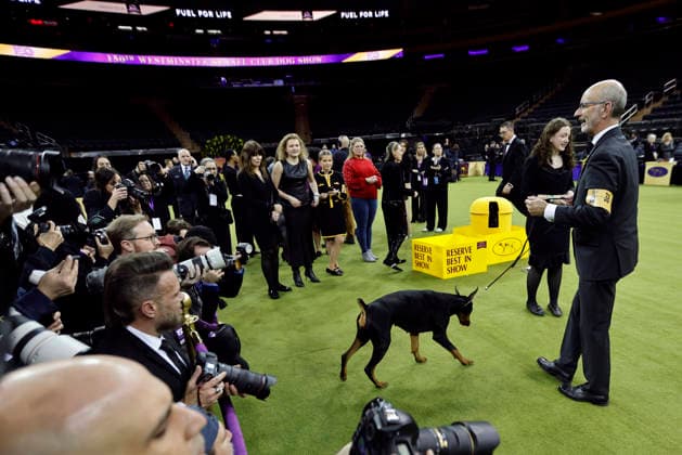 Penny the Doberman Pinscher and trainer Andy Linton, right, interact with photographers after winning the Best in Show competition on the the final night of the 150 Annual Westminster Kennel Club Dog Show at Madison Square Garden on Tuesday, February 3, 2026 in New York City.  NYP202602036019 PeterxFoley