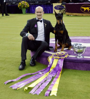 Penny the Doberman Pinscher and trainer Andy Linton pose for photographers after winning the Best in Show competition on the the final night of the 150 Annual Westminster Kennel Club Dog Show at Madison Square Garden on Tuesday, February 3, 2026 in New York City.  NYP202602036020 PeterxFoley