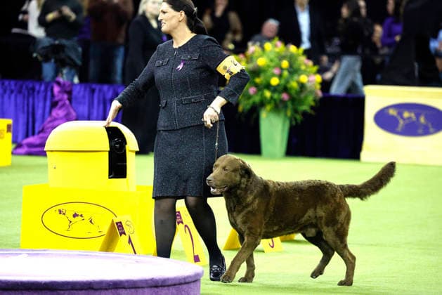 Coda, a Chesapeake Bay Retriever wins the Sporting Group on the the final day of the 150 Annual Westminster Kennel Club Dog Show at Madison Square Garden on Tuesday, February 3, 2026 in New York City.  NYP20260203602 PeterxFoley