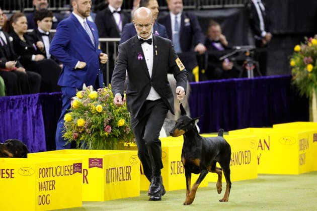Penny, a Doberman Pinscher wins the Working Group on the the final day of the 150 Annual Westminster Kennel Club Dog Show at Madison Square Garden on Tuesday, February 3, 2026 in New York City.  NYP20260203603 PeterxFoley