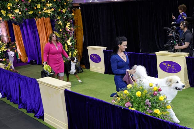 The Working dog competition begins on the the final day of the 150 Annual Westminster Kennel Club Dog Show at Madison Square Garden on Tuesday, February 3, 2026 in New York City.  NYP20260203605 PeterxFoley