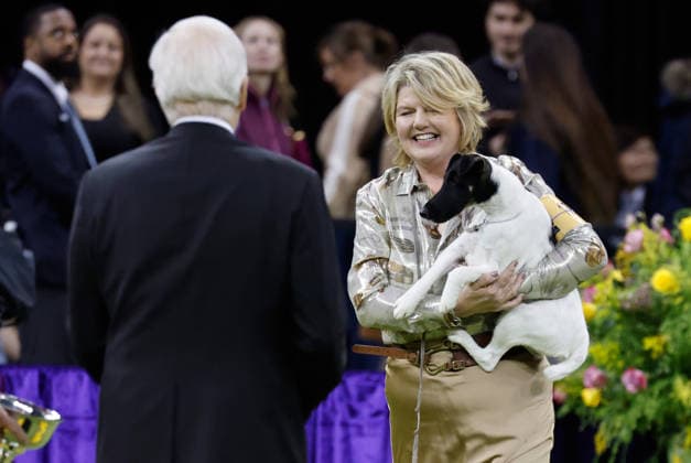 Wager, the winner of the Terrier Group competition on the the final day of the 150 Annual Westminster Kennel Club Dog Show at Madison Square Garden on Tuesday, February 3, 2026 in New York City.  NYP20260203607 PeterxFoley
