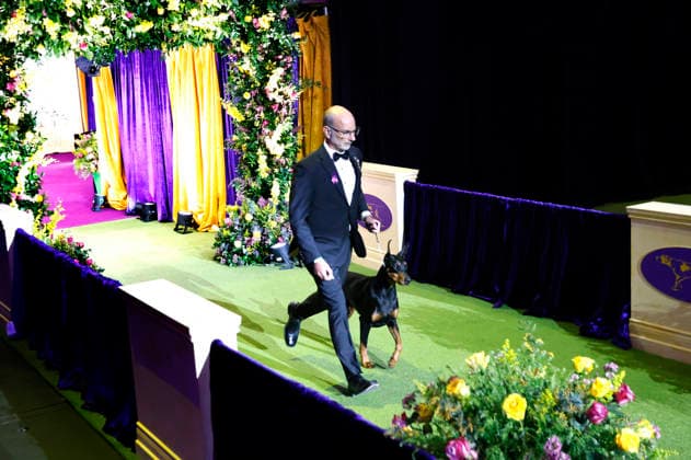 Penny the Doberman Pinscher and trainer Andy Linton arrive for the Best in Show competition on the the final night of the 150 Annual Westminster Kennel Club Dog Show at Madison Square Garden on Tuesday, February 3, 2026 in New York City.  NYP20260203608 PeterxFoley
