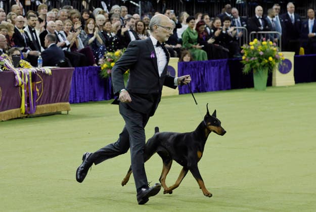 Penny the Doberman Pinscher and trainer Andy Linton trot during the Best in Show competition on the the final night of the 150 Annual Westminster Kennel Club Dog Show at Madison Square Garden on Tuesday, February 3, 2026 in New York City.  NYP20260203609 PeterxFoley