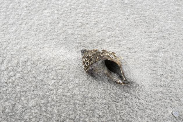 Creative Highlights World Gehäuse der Wellhornschnecke (Buccinum undatum) am verschneiten Nordseestrand, Langeoog, Niedersachsen, Deutschland Shell of the whelk (Buccinum undatum) on a snowy North Sea beach, Langeoog, Lower Saxony, Germany Copyright: imageBROKER ErhardxNerger ibxenh16493657.jpg