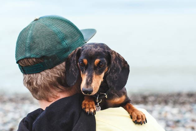 Süßer Dackel, der auf der Schulter eines Mannes mit grüner Mütze im Freien ruht, kleiner schwarz-brauner Welpe, der in die Kamera schaut, herzliche Mensch-Tier-Beziehung, Begleiterschaft, Reisen, Lifestyle, Werbetextkonzept Cute dachshund dog resting on shoulder of man wearing green cap outdoors, small black tan puppy looking at camera, warm human animal bond, companionship travel lifestyle copyspace concept (License=RF) ,model released, Symbolfoto Copyright: xZoonar.com EvgeniiaxGordeevax 24599490 ,model released, Symbolfoto ,property released