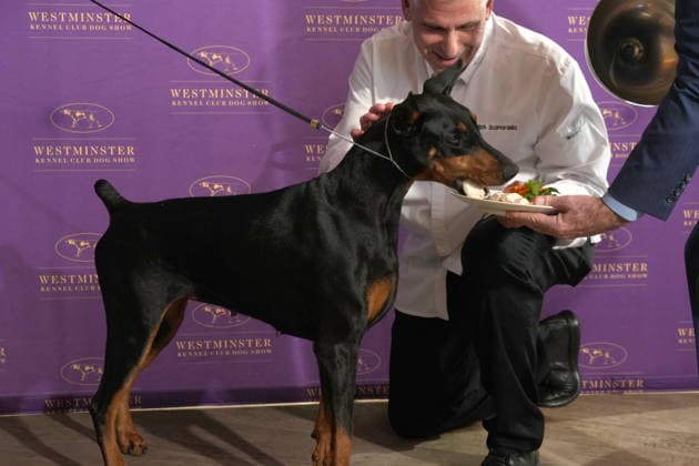 February 4, 2026, New York, New York, USA: PENNY the Doberman Pinscher and Chef RALPH SCARMADELLA attends the 150th Annual Westminster Kennel Club Champion s Lunch. Penny won Best of Show. New York USA - ZUMAms4_ 20260204_faf_ms4_002 Copyright: xSoniaxMoskowitzxGordonx