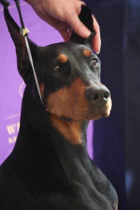 February 4, 2026, New York, New York, USA: PENNY the Doberman Pinscher attends the 150th Annual Westminster Kennel Club Champion s Lunch. New York USA - ZUMAms4_ 20260204_faf_ms4_001 Copyright: xSoniaxMoskowitzxGordonx