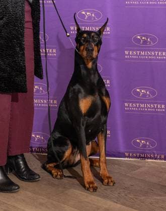 February 4, 2026, Bronx, New York, USA: Penny the Doberman Pinscher winner of Best in Show attends Westminster Kennel Club Dog Show Champion s Lunch at Peak with Priceless restaurant at The Edge observation deck in New York, NY on February 4, 2026. Bronx USA - ZUMAr339 20260204_znp_r339_092 Copyright: xLevxRadinx