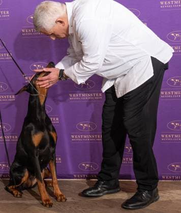 February 4, 2026, Bronx, New York, USA: Chef Ralph Scamardella greets Penny the Doberman Pinscher at Westminster Kennel Club Dog Show Champion s Lunch at Peak with Priceless restaurant at The Edge observation deck in New York, NY on February 4, 2026. Bronx USA - ZUMAr339 20260204_znp_r339_093 Copyright: xLevxRadinx