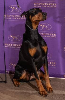 February 4, 2026, Bronx, New York, USA: Penny the Doberman Pinscher winner of Best in Show attends Westminster Kennel Club Dog Show Champion s Lunch at Peak with Priceless restaurant at The Edge observation deck in New York, NY on February 4, 2026. Bronx USA - ZUMAr339 20260204_znp_r339_095 Copyright: xLevxRadinx