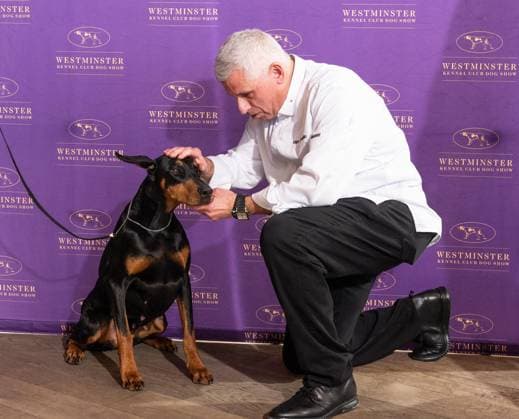 February 4, 2026, Bronx, New York, USA: Chef Ralph Scamardella greets Penny the Doberman Pinscher at Westminster Kennel Club Dog Show Champion s Lunch at Peak with Priceless restaurant at The Edge observation deck in New York, NY on February 4, 2026. Bronx USA - ZUMAr339 20260204_znp_r339_096 Copyright: xLevxRadinx