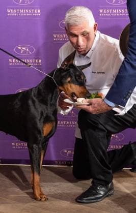 February 4, 2026, Bronx, New York, USA: Chef Ralph Scamardella feeds Penny the Doberman Pinscher at Westminster Kennel Club Dog Show Champion s Lunch at Peak with Priceless restaurant at The Edge observation deck in New York, NY on February 4, 2026. Bronx USA - ZUMAr339 20260204_znp_r339_097 Copyright: xLevxRadinx