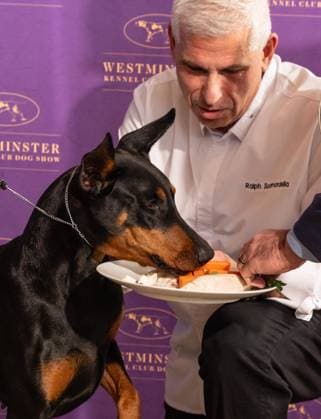 February 4, 2026, Bronx, New York, USA: Chef Ralph Scamardella feeds Penny the Doberman Pinscher at Westminster Kennel Club Dog Show Champion s Lunch at Peak with Priceless restaurant at The Edge observation deck in New York, NY on February 4, 2026. Bronx USA - ZUMAr339 20260204_znp_r339_099 Copyright: xLevxRadinx