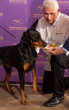 February 4, 2026, Bronx, New York, USA: Chef Ralph Scamardella feeds Penny the Doberman Pinscher at Westminster Kennel Club Dog Show Champion s Lunch at Peak with Priceless restaurant at The Edge observation deck in New York, NY on February 4, 2026. Bronx USA - ZUMAr339 20260204_znp_r339_098 Copyright: xLevxRadinx