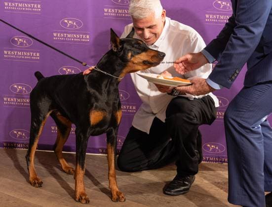 February 4, 2026, Bronx, New York, USA: Chef Ralph Scamardella feeds Penny the Doberman Pinscher at Westminster Kennel Club Dog Show Champion s Lunch at Peak with Priceless restaurant at The Edge observation deck in New York, NY on February 4, 2026. Bronx USA - ZUMAr339 20260204_znp_r339_101 Copyright: xLevxRadinx