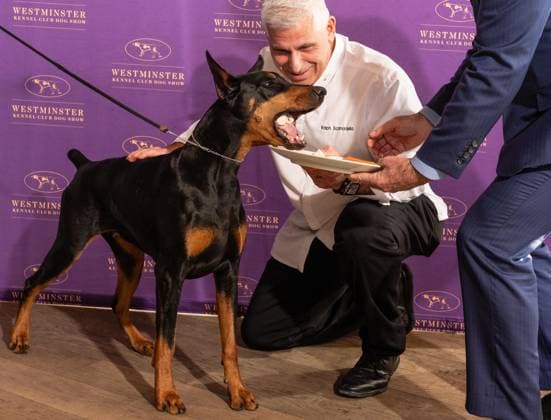 February 4, 2026, Bronx, New York, USA: Chef Ralph Scamardella feeds Penny the Doberman Pinscher at Westminster Kennel Club Dog Show Champion s Lunch at Peak with Priceless restaurant at The Edge observation deck in New York, NY on February 4, 2026. Bronx USA - ZUMAr339 20260204_znp_r339_102 Copyright: xLevxRadinx