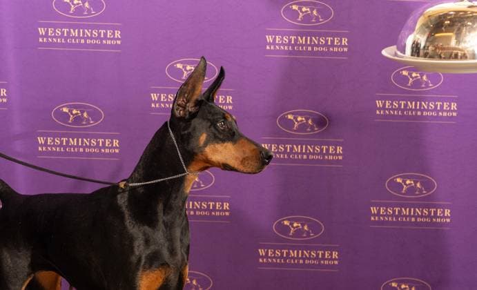 February 4, 2026, Bronx, New York, USA: Penny the Doberman Pinscher winner of Best in Show attends Westminster Kennel Club Dog Show Champion s Lunch at Peak with Priceless restaurant at The Edge observation deck in New York, NY on February 4, 2026. Bronx USA - ZUMAr339 20260204_znp_r339_103 Copyright: xLevxRadinx