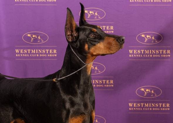 February 4, 2026, Bronx, New York, USA: Penny the Doberman Pinscher winner of Best in Show attends Westminster Kennel Club Dog Show Champion s Lunch at Peak with Priceless restaurant at The Edge observation deck in New York, NY on February 4, 2026. Bronx USA - ZUMAr339 20260204_znp_r339_104 Copyright: xLevxRadinx